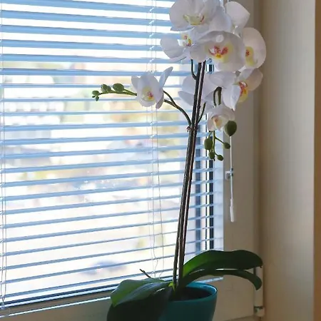 Apartman Vip Aleksa Centar Zlatibor