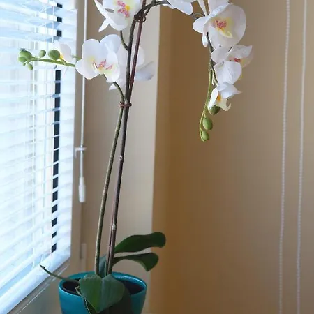 아파트 Vip Aleksa Centar *