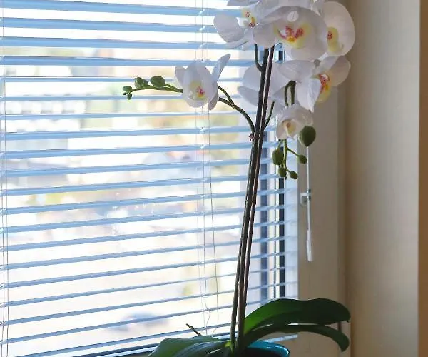 Apartman Vip Aleksa Centar Zlatibor